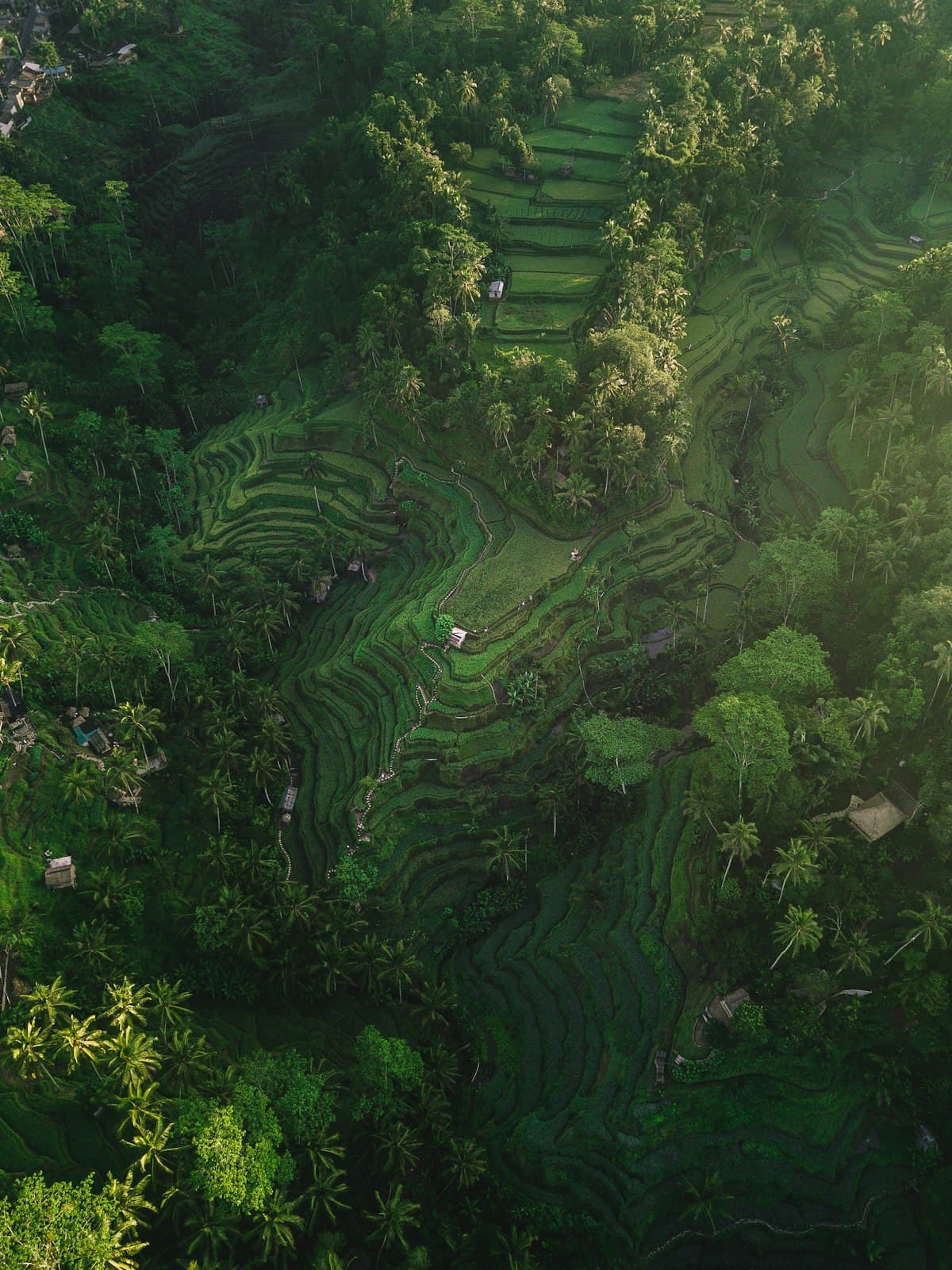 Sawah Terasering Bali